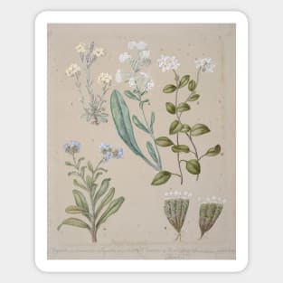 Forget-me-not, by Sarah Featon Sticker